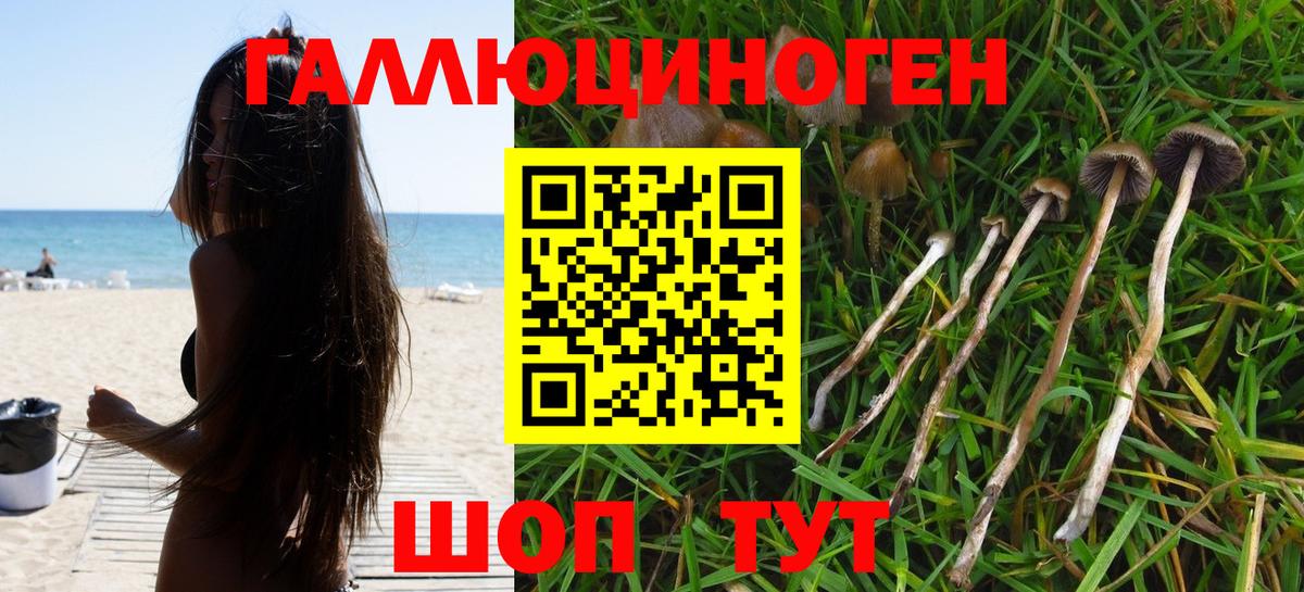 Псилоцибиновые грибы Psilocybe Омск